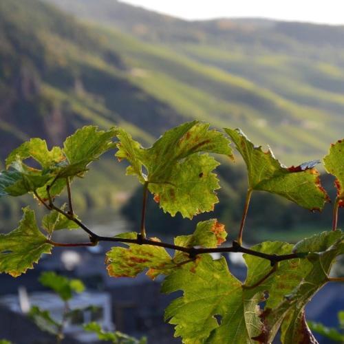 Weingut Erbes-Henn Hotel Ürzig Kültér fotó
